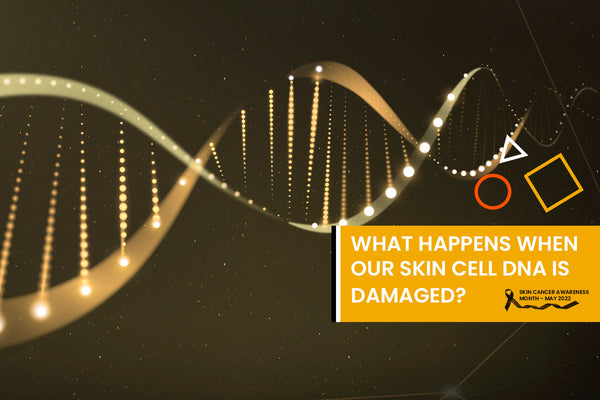 What happens when our skin cell DNA is damaged?